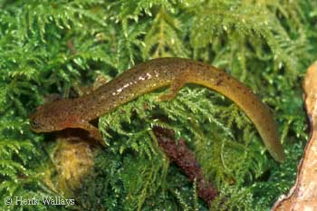 R. variegatus