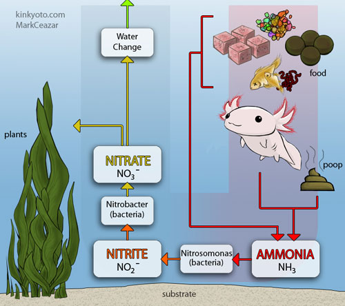 cartoon depicting aquarium nitrogen cycle