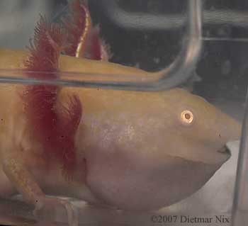 disasters caudata axolotl