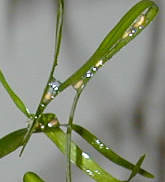 newt eggs