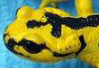 parotoid gland