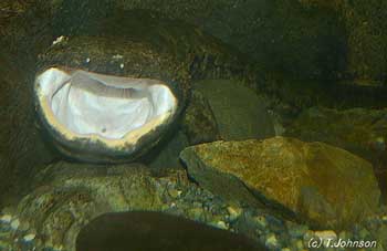 Andrias japonicus