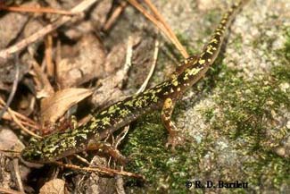 Aneides aeneus
