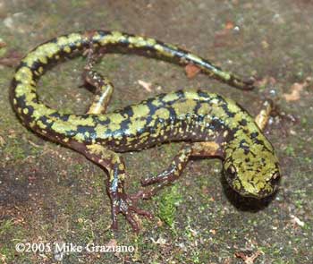 Aneides aeneus