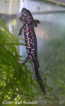 Cynops cyanurus