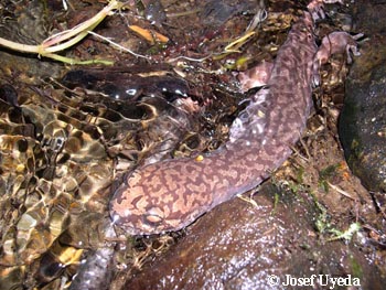 Dicamptodon tenebrosus