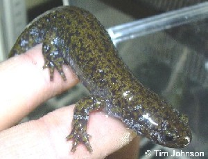 Hynobius lichenatus