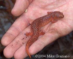 Pseudotriton ruber