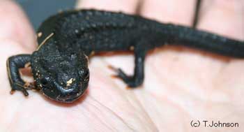 Tylototriton asperrimus