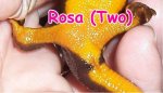Rosa$PostSm.jpg