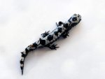 salamander4.jpg