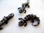 salamander6.jpg