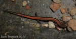 Eastern Redback Salamander.jpg