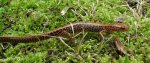 Longtail Salamander.jpg
