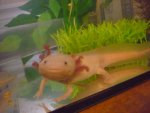 Axolotls and other things 016.jpg