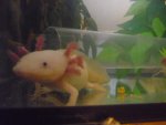 Axolotls and other things 015.jpg