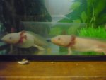 Axolotls and other things 014.jpg