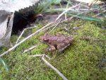 cricket frog.jpg