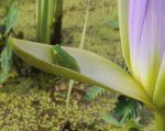 Unknown Hyperolius on water-lily.png