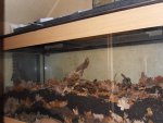 xxianxx-albums-building-my-bug-room-picture23833-beetle-tank-019.jpg