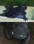 smudge_toothless.jpg