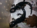 Tiger salamanders 029.jpg