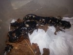 Tiger salamanders 016.jpg
