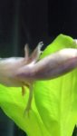 axolotl2.jpg
