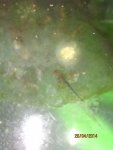 Ambystoma maculatum larvae 009.jpg