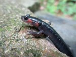 matamander-albums-salamanders-earlier-2014-picture36165-red-cheeked-salamander-plethodon-jordani.jpg