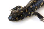 160901_salamander_003R.jpg