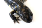 160901_salamander_002R.jpg