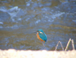 Capture.PNGCommonkingfisher1.PNG