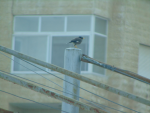 Commonmyna1.png