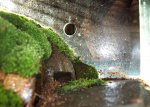 Hibernation set-up salamander perspective.jpg