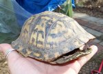 15Box Turtle Shell.JPG