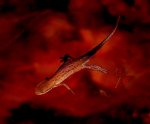 Salamander Swimming.jpg
