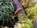 marbled newts.jpg