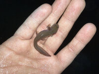 Baby Salamander.jpg
