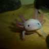 axolotl newbie