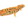 red newt