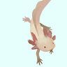 axolotl nerd